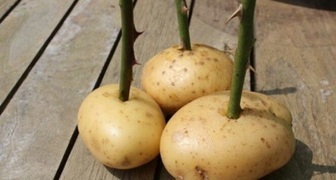 Размножение роз черенками фото в картошке