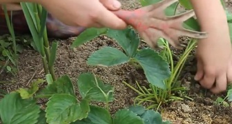 Обработка клубники после сбора урожая: рыхление