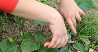 Обрезка клубники после сбора урожая