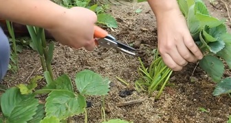 55cf36710edbb5733f8b50e0