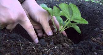 55cf36730edbb5bf398b5491