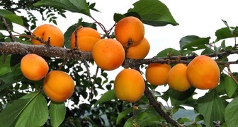 Абрикос (лат. Prunus armeniaca)
