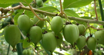 Актинидия (лат. Actinidia)