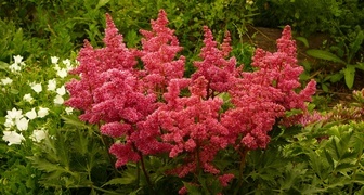 Астильба (лат. Astilbe)