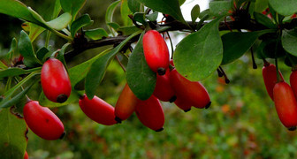 Барбарис (лат.  Berberis)