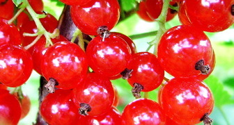 Можно ли употреблять перезревшие плоды красной смородины? фото