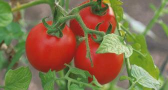 Как сохранить томаты до Нового Года