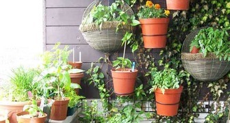 Время возвращать домой балконные растения