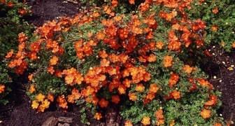 Лапчатка (лат. Potentilla)