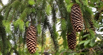 Ель (лат. Picea)