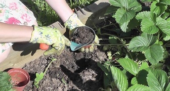 Размножение клубники - подготовка почвы и семян