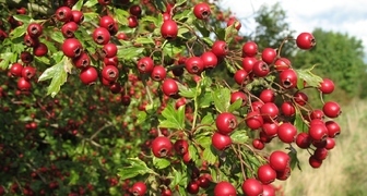 Боярышник (лат. Crataegus)