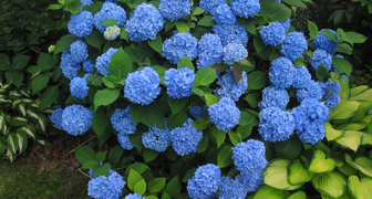 Гортензия (лат. Hydrangea)