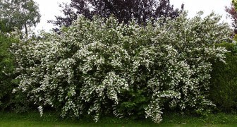 Дейция (лат.  Deutzia)