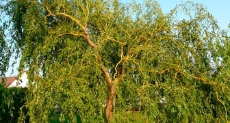 Ива (лат. Salix)