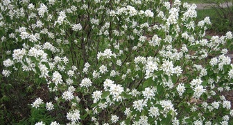 Ирга (лат.  Amelanchier)