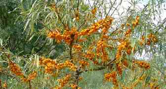 Облепиха (лат. Hippophae)