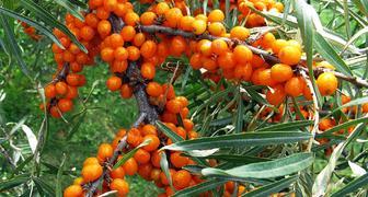 Облепиха (лат. Hippophae)