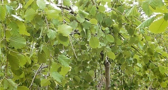 Ольха (лат. Аlnus)
