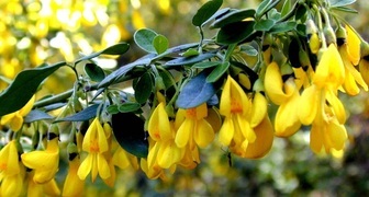 Ракитник (лат. Cytisus)