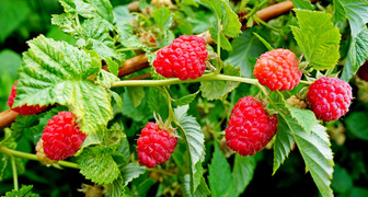 Малина  (лат. Rubus idaeus)