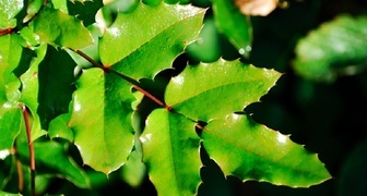 Магония падуболистная (лат. Mahonia aquifolium)