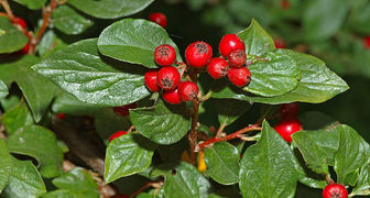 Кизильник (лат.  Cotoneaster)