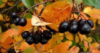 Арония (лат. Aronia melanocarpa)