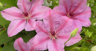 Клематис (лат. Clematis)