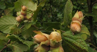 Лещина (лат. Corylus)