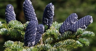 Пихта (лат. Abies)