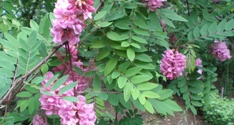 Робиния (лат. Robinia pseudoacacia)