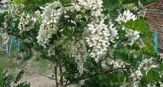 Робиния (лат. Robinia pseudoacacia)