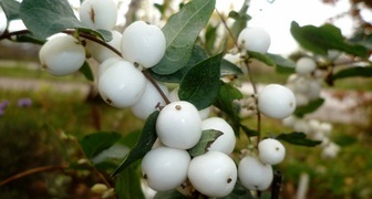 Снежноягодник (лат. Symphoricarpos)