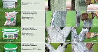 Устойчивость различных средств побелки и качество покрытия дерева