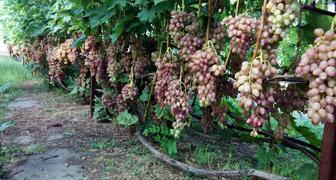 Виноградные посадки сорта Кишмиш Лучистый