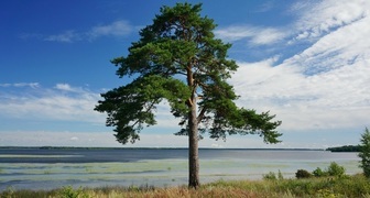 Сосна (лат. Pinus)