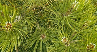 Сосна (лат. Pinus)