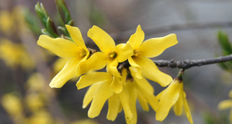 Форзиция (лат. Forsythia)