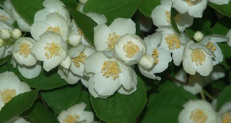 Чубушник (лат. Philadelphus)