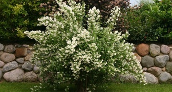 Чубушник (лат. Philadelphus)