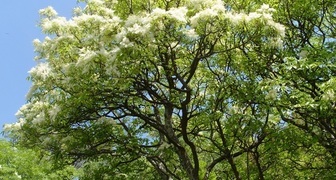 Ясень (лат. Fraxinus excelsior)