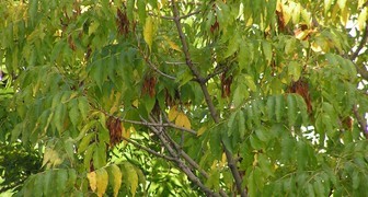 Ясень (лат. Fraxinus excelsior)