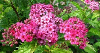 Спирея (лат. Spiraea)