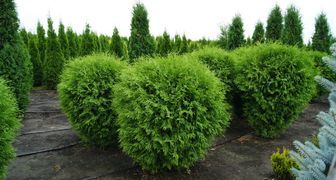 Туя (лат. Thuja)