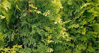 Туя (лат. Thuja)