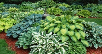 Хоста (лат.  Hosta)