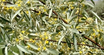 Лох (лат. Elaeagnus)