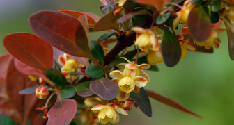 Барбарис Тунберга (лат. Berberis thunbergii)