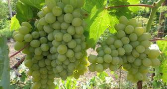 Выращивание винограда на Урале: фото и видео